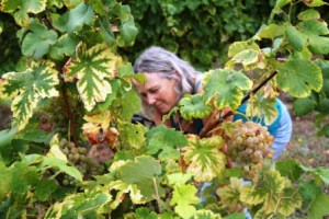 Martine gets the perfect grape shot.