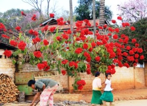 Poinsettia blooming along the road. 
