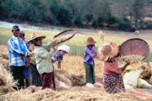 At work in the fields.
