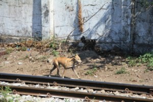 Too many homeless dogs in Myanmar. Most all look like this fellow.