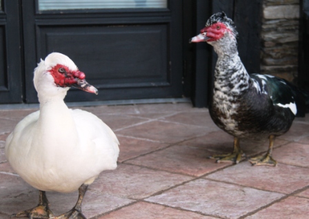 Black and White, lucky pet geese at Herve Buset.  Their livers won't end up on someone's dinner plate. 