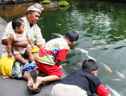 Large gold fish thrive in a holy pool.