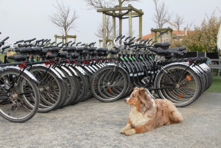 Plenty of bikes for rent on Aix