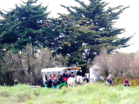 Carriage rides are popular