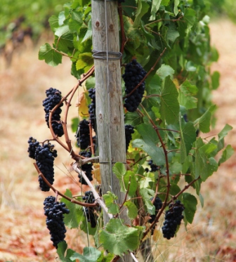 The monks' grapes were looking good.,