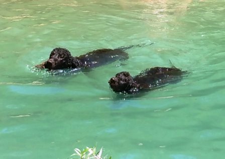 Champion swimmers, Koa and Nai'a, friend Lynne's Irish water spaniels. We swim together at Lake Ste. Croix
