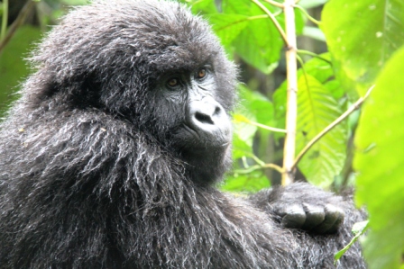 For more, see previous post, "Gorillas in our Midst."